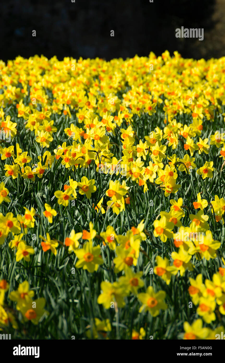 Alnwick Castle, Northumberland, UK. Spring daffodils in sunshine. Stock Photo