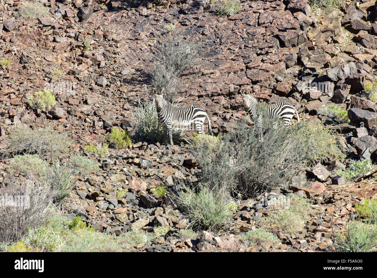 Desert zebra hi-res stock photography and images - Alamy
