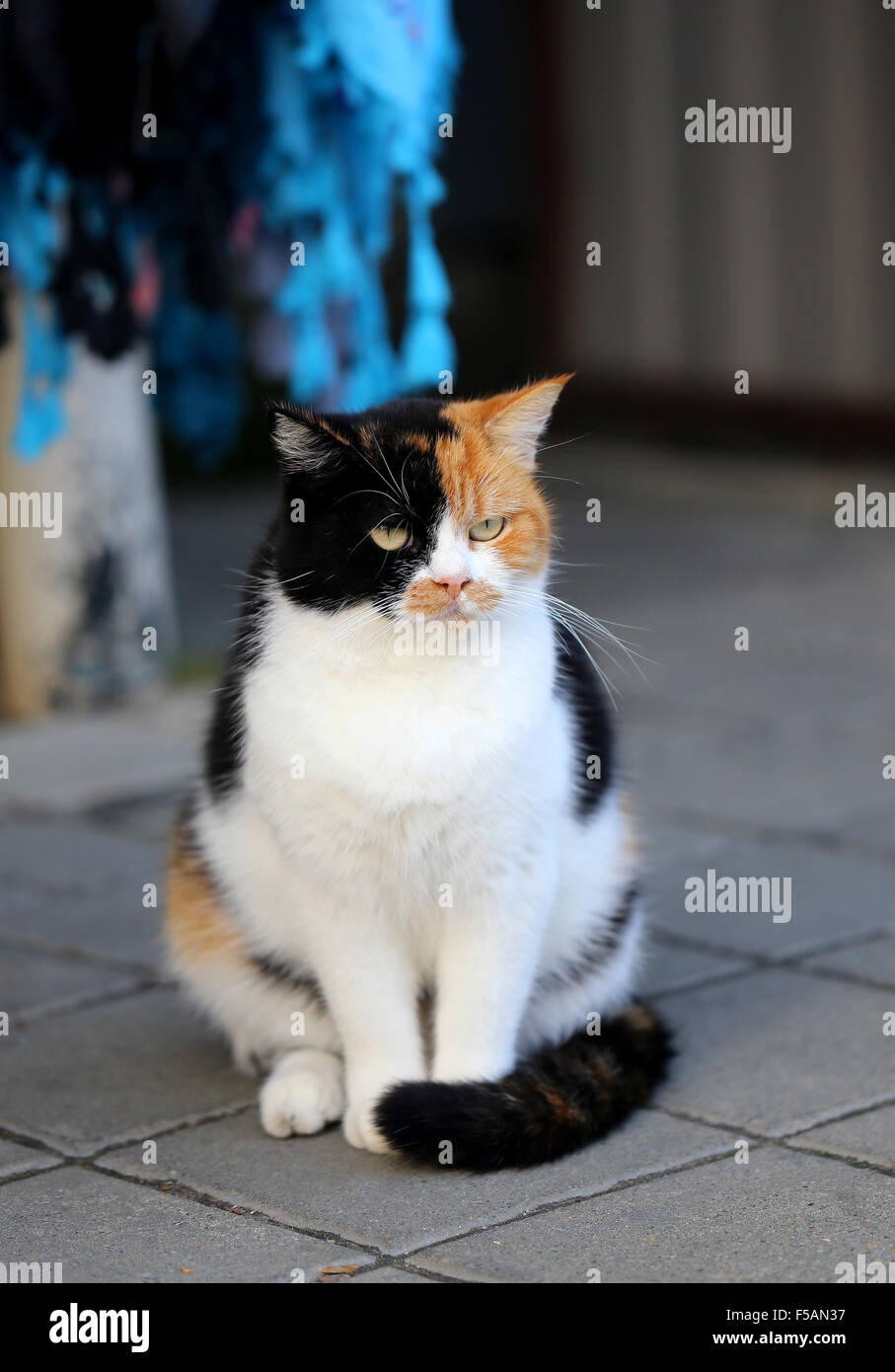 Beautiful three colored cat photographed close up Stock Photo Alamy