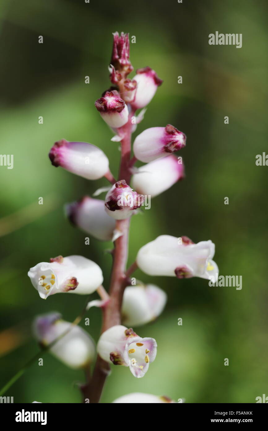 Close up of lachenalia peersii inflorescence in habitat (Hermanus, South Africa) Stock Photo