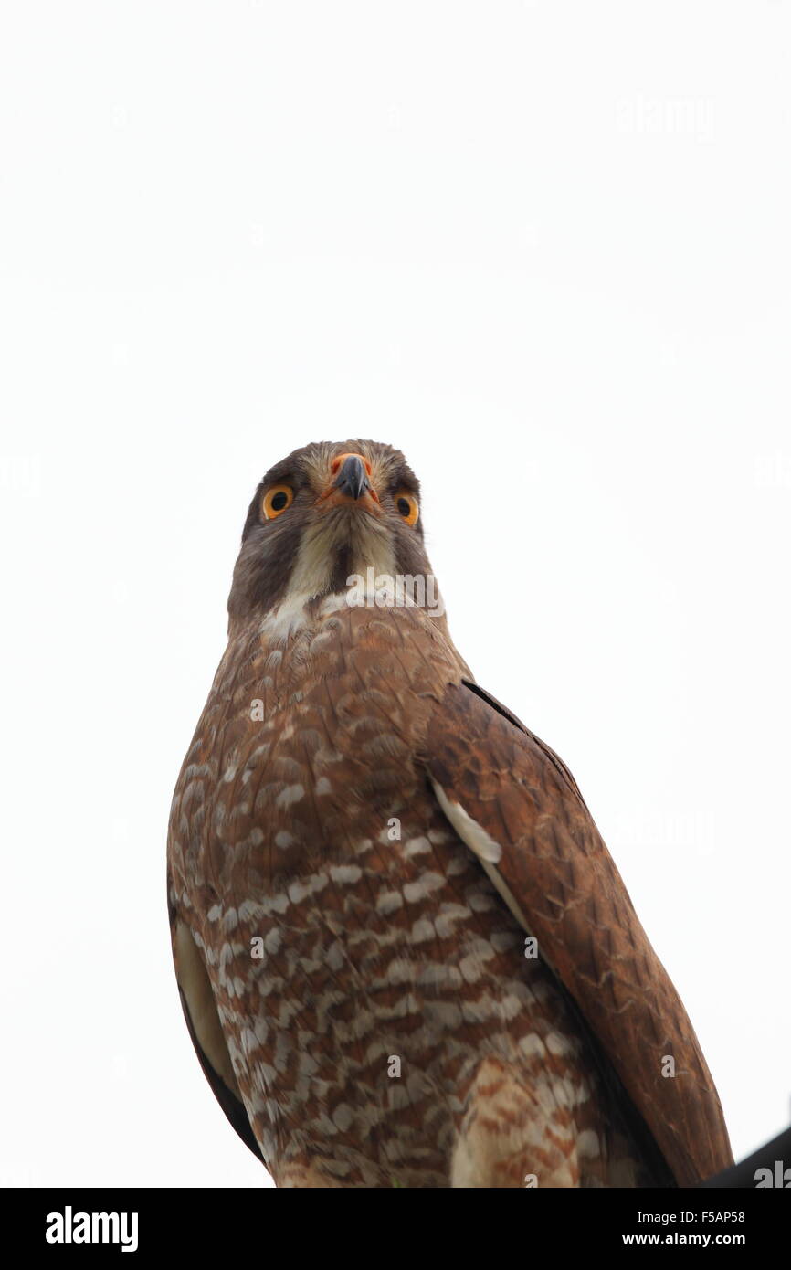 Grey-faced Buzzard (Butastur indicus) in Japan Stock Photo - Alamy