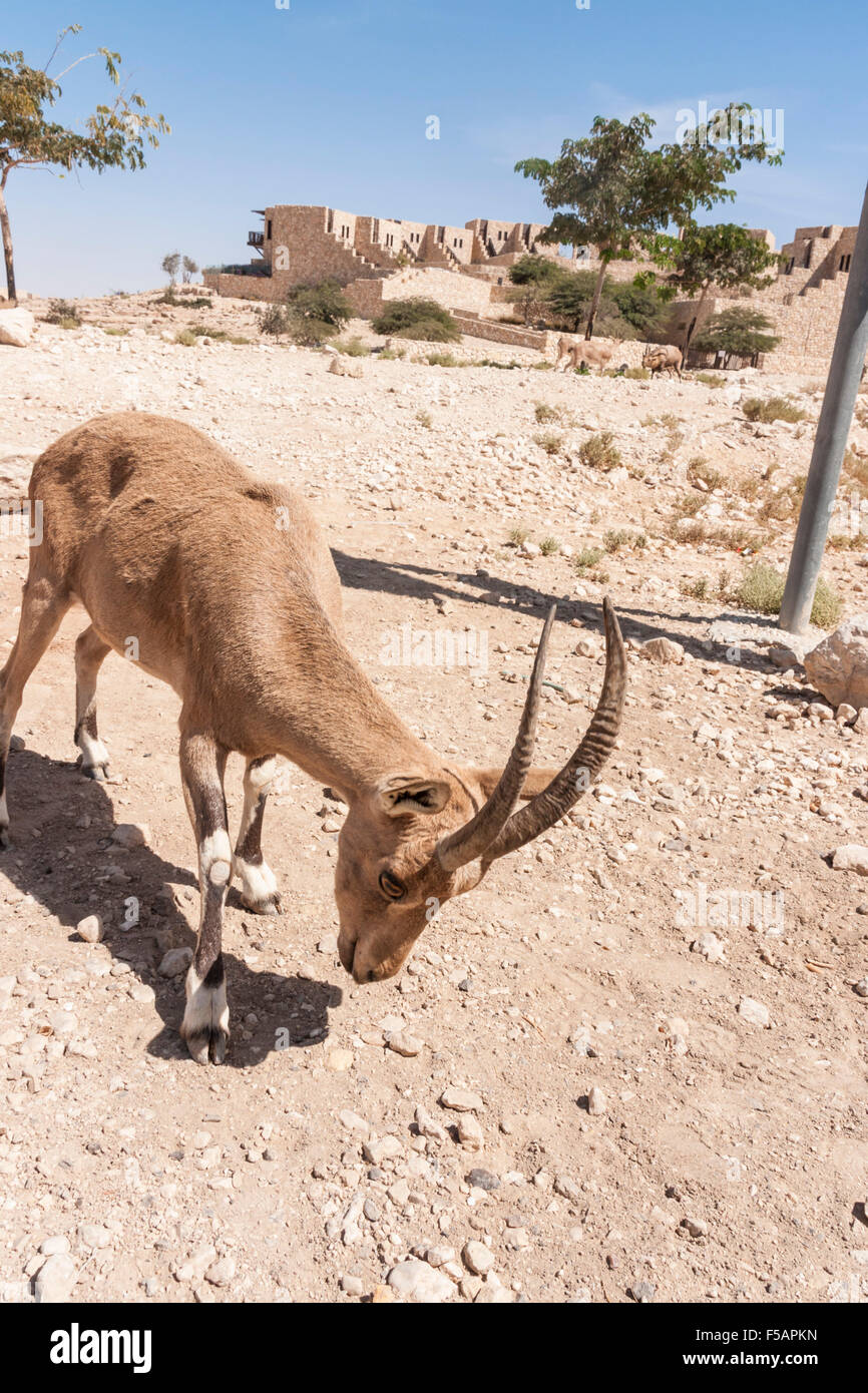 Mitzpe Ramon, Israel. An Ibex (Mountain Goats) near the 'Beresheet' hotel Stock Photo