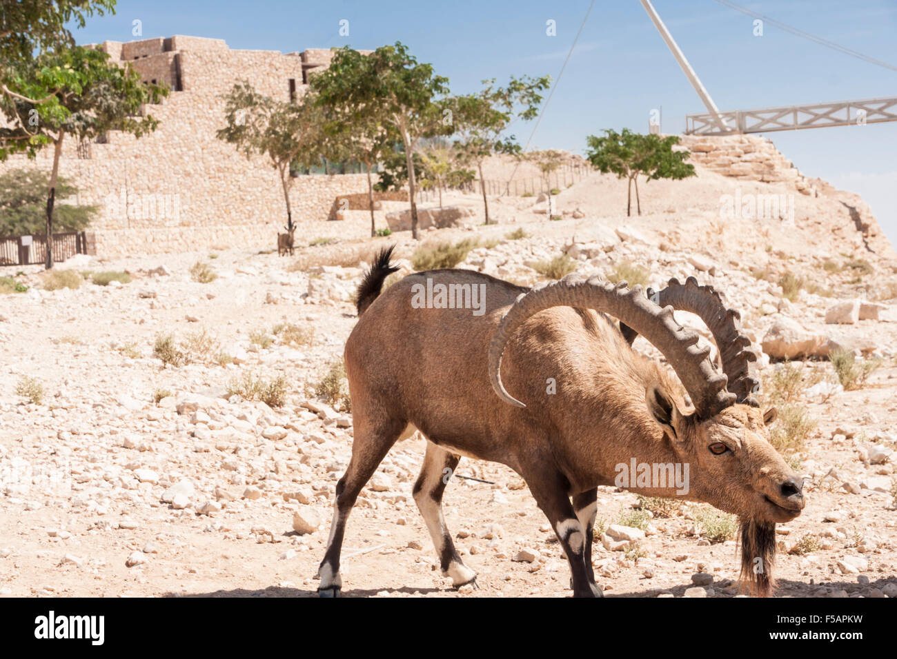 Mitzpe Ramon, Israel. An old Ibex (Mountain Goats) near the 'Beresheet' hotel Stock Photo