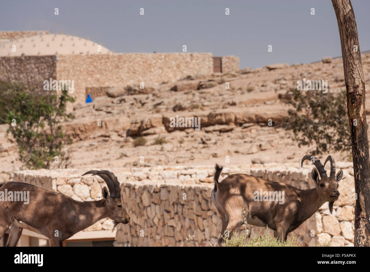 Mitzpe Ramon, Israel. An Ibex (Mountain Goats) near the 'Beresheet' ecologic desert hotel at the town of Mitzpe Ramon Stock Photo