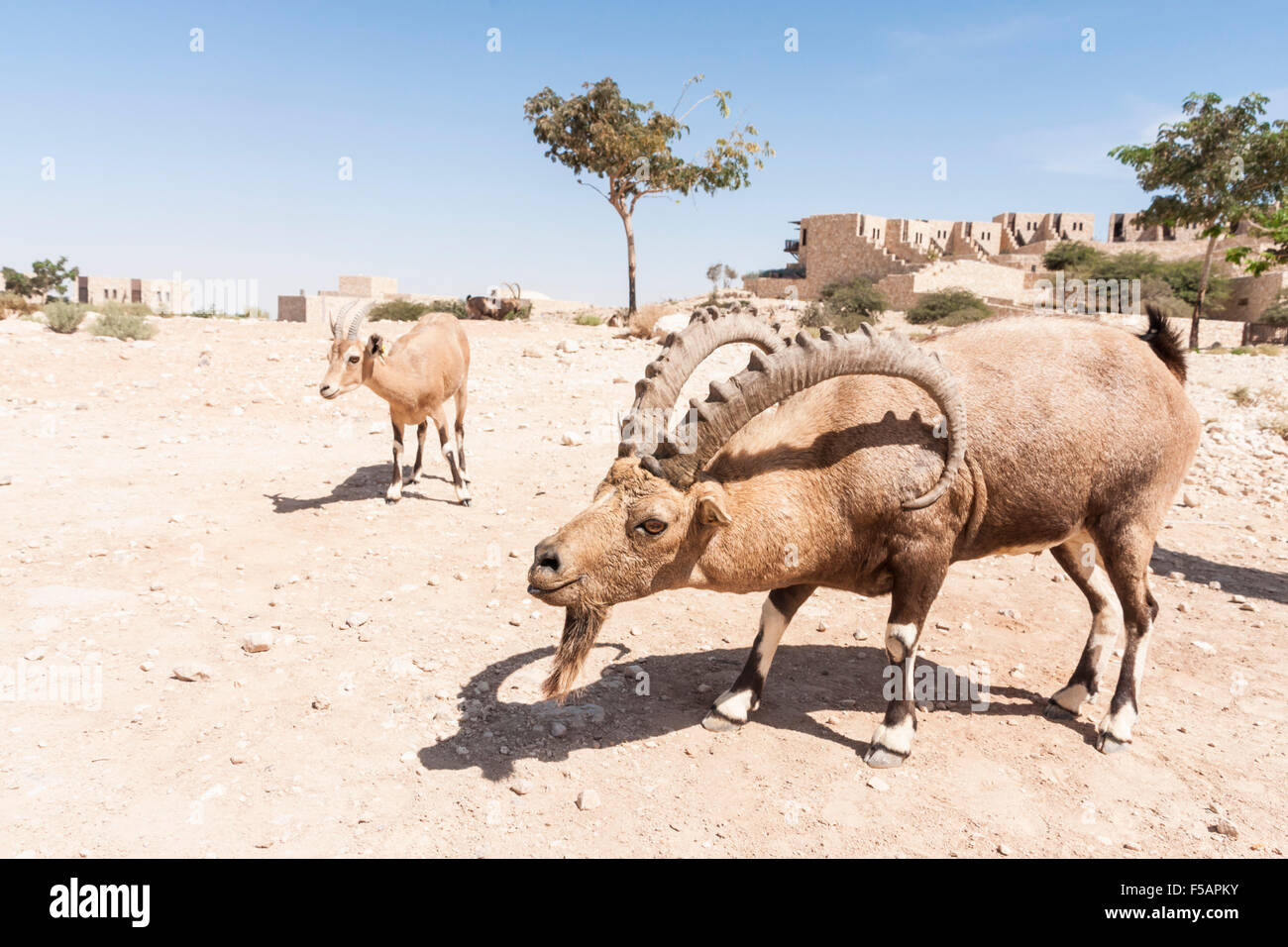 Mitzpe Ramon, Israel. An Ibex (Mountain Goats) near the 'Beresheet' hotel Stock Photo