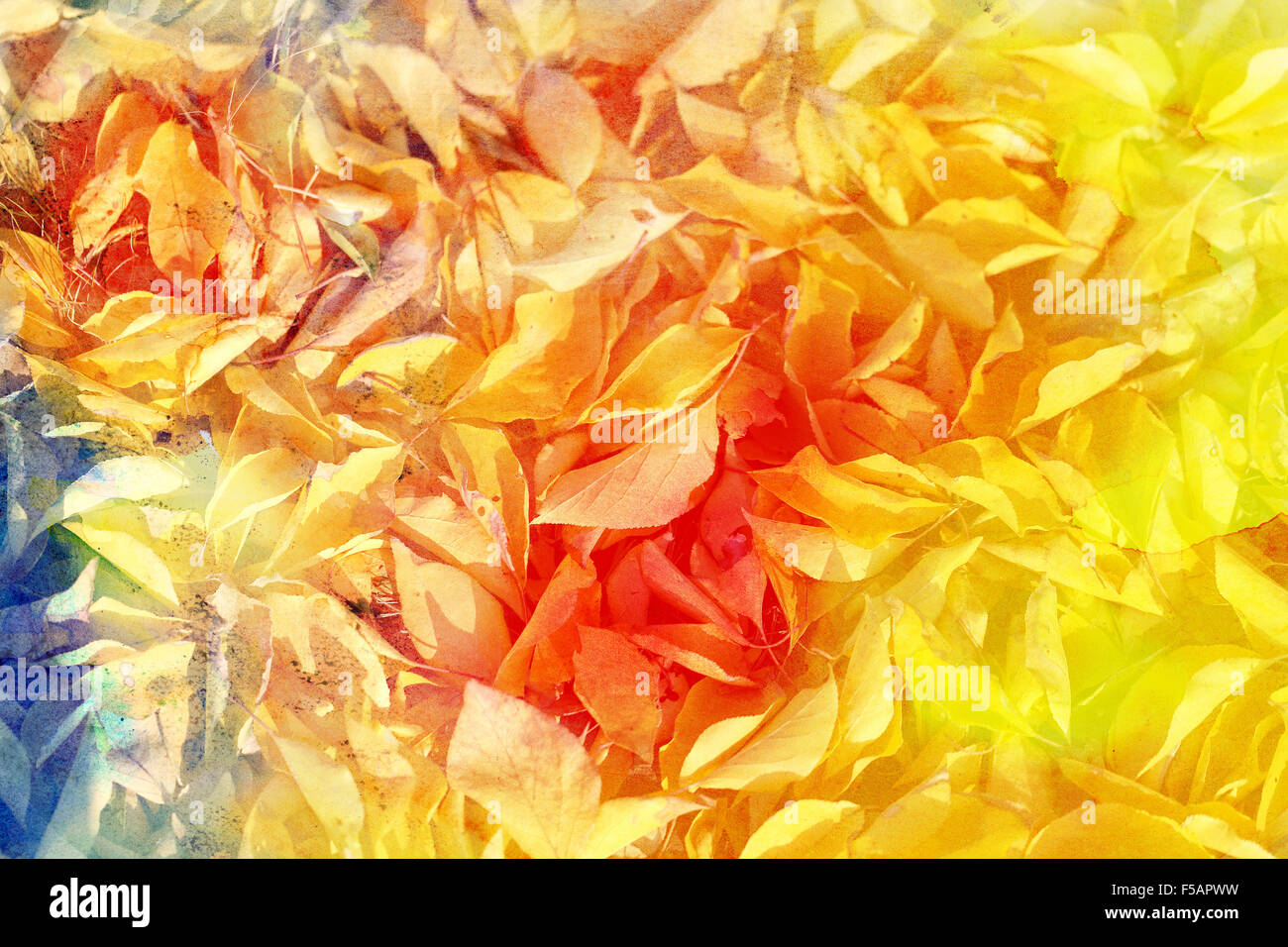 Fall Texture Yellow Beautiful texture of autumn yellow leaves with watercolor background ...
