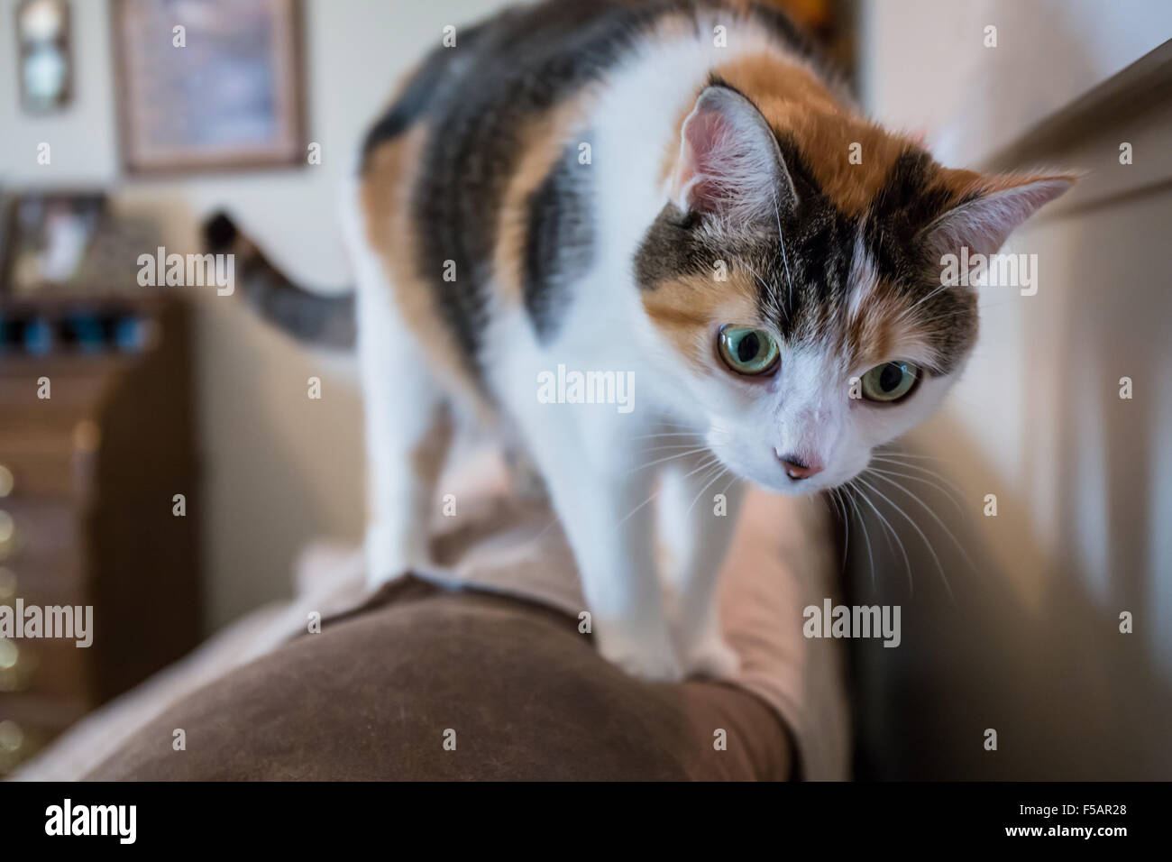 Molly, a calico cat, climbing on the back of a sofa, getting ready to jump down Stock Photo