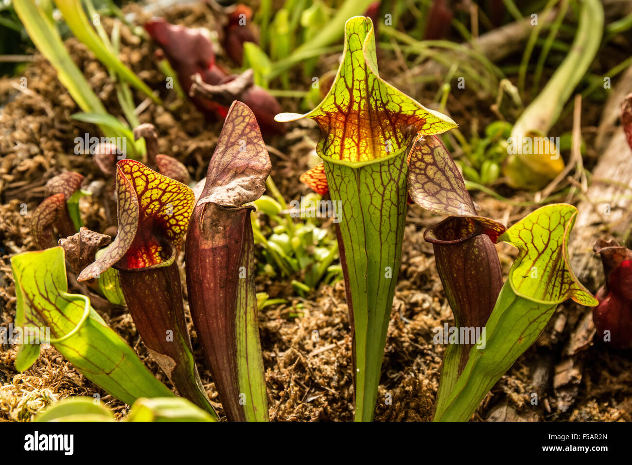 American Pitcher Plant (Sarracenia) at the Franklin Park Conservatory and Botanical Garden in Columbus, Ohio. Stock Photo