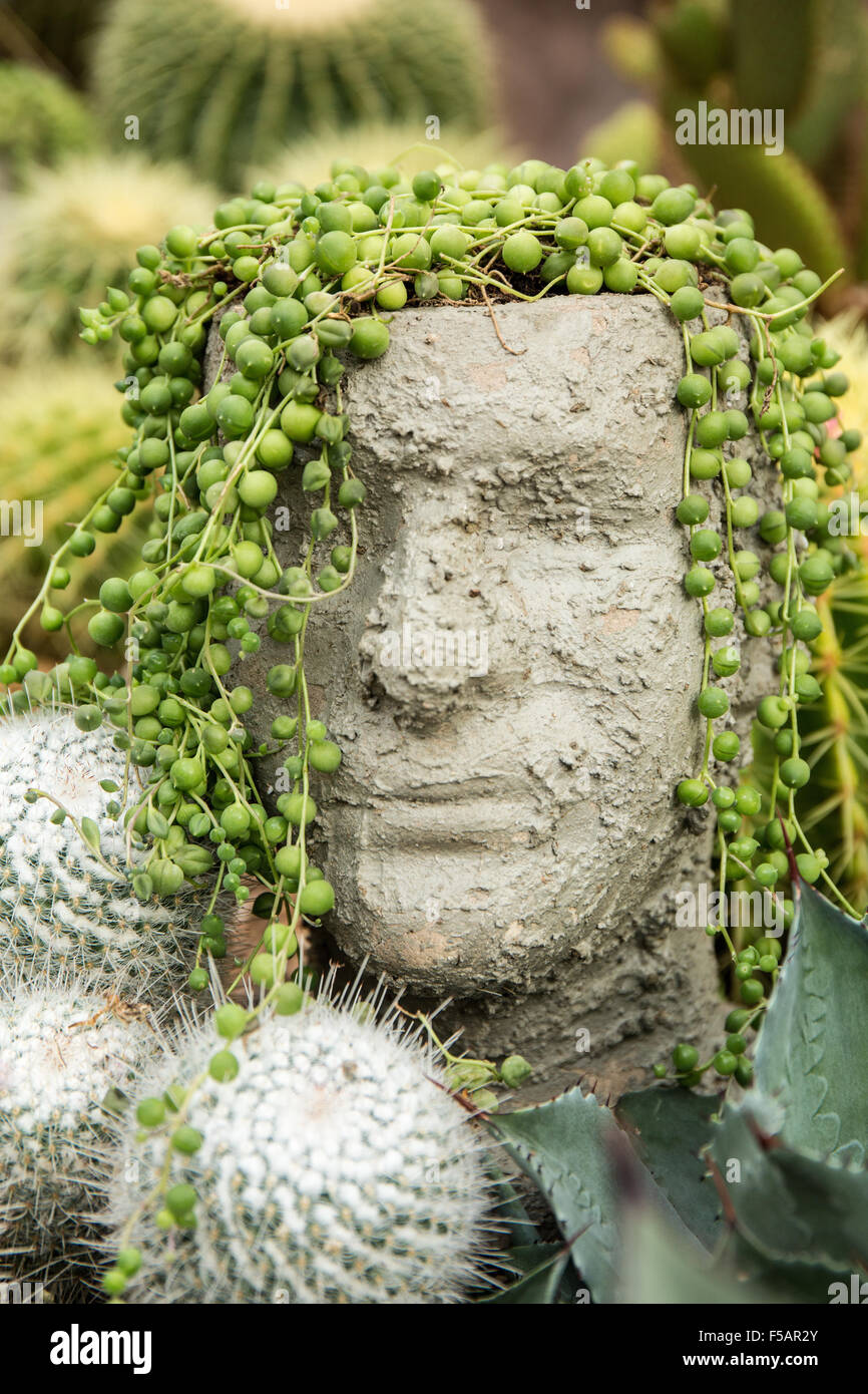 Humorous head sculptures among the cacti in the Desert Biome of the Franklin Park Conservatory and Botanical Garden in Columbus, Stock Photo