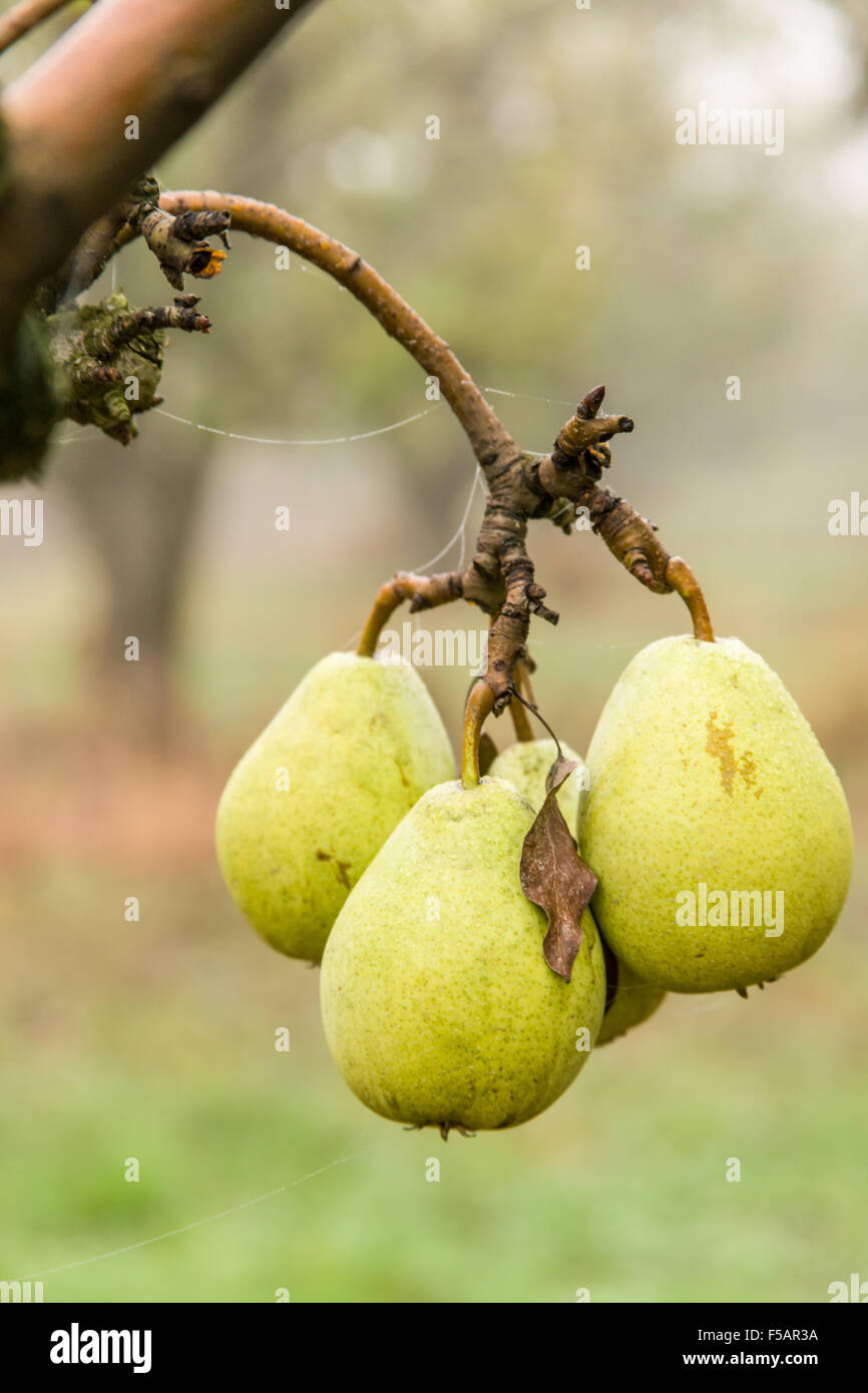 Close-up of Bartlett Pears growing near Hood River, Oregon, USA Stock Photo