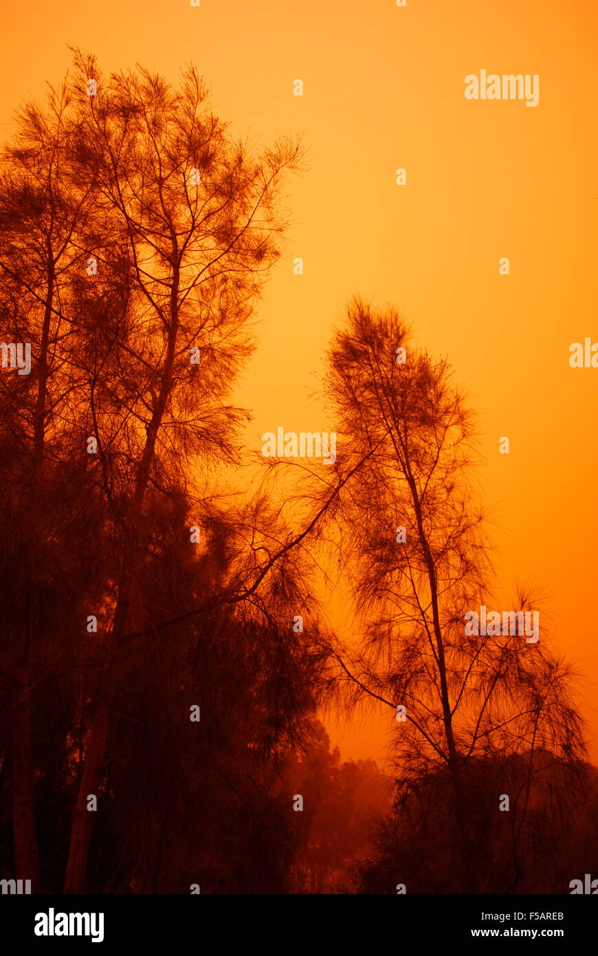 Orange sky at sunrise caused by sandstorm, Sydney, Australia Stock Photo
