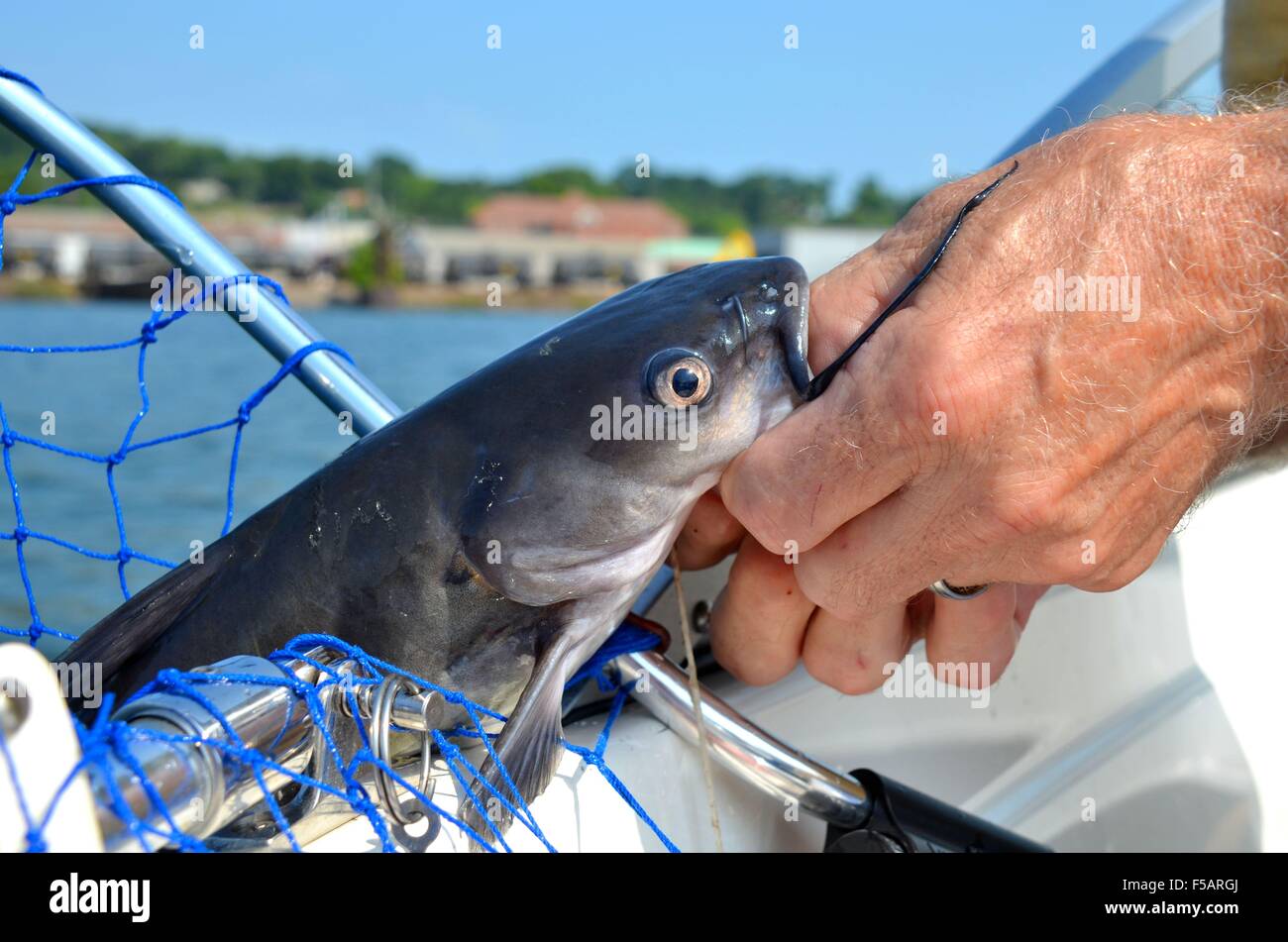 Catfish caught by fisherman Stock Photo
