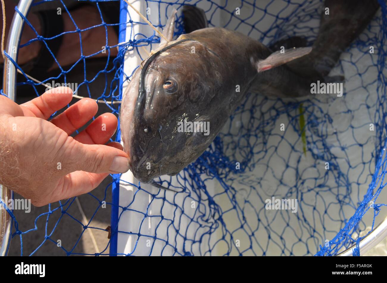 Catfish caught in net by fisherman Stock Photo