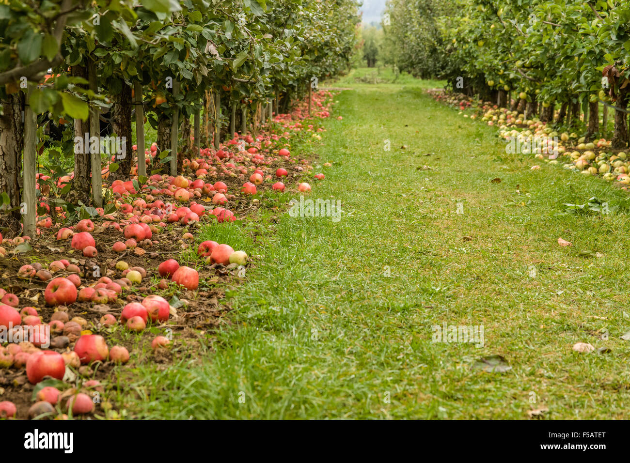 Honeycrisp Apple Trees In Farm High Resolution Stock Photography And Images Alamy Honeycrisp Apple Trees In Farm High Resolution Stock Photography And Images Alamy