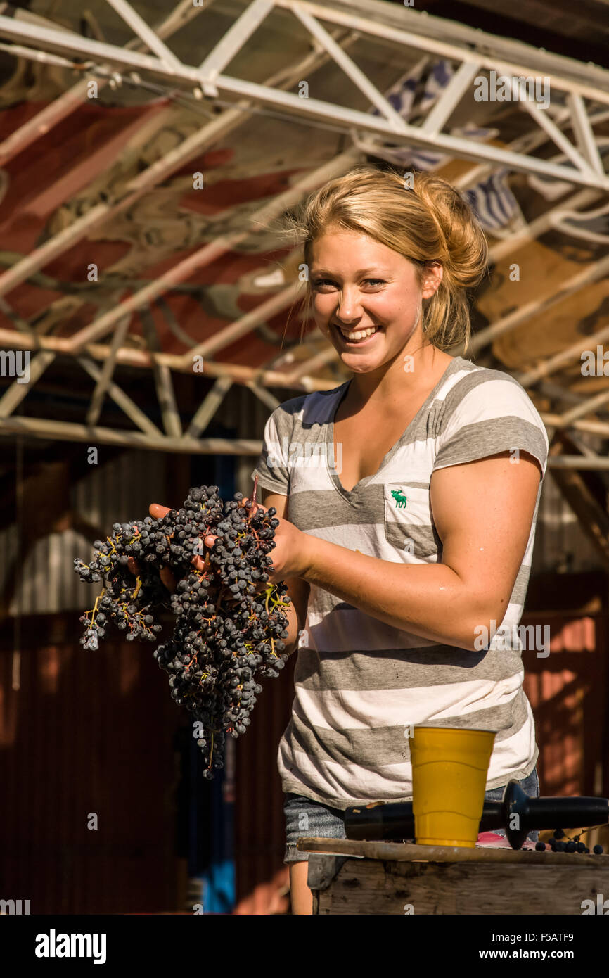 Young woman putting a cluster of grapes into the cider press near Hood River, Oregon, USA. Stock Photo