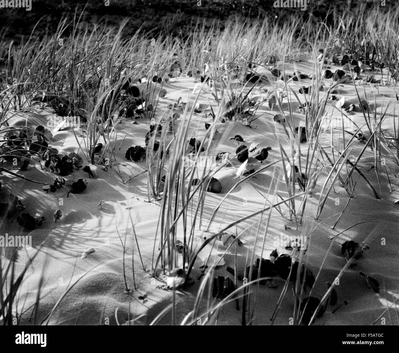 Dune Black and White Stock Photos & Images - Alamy