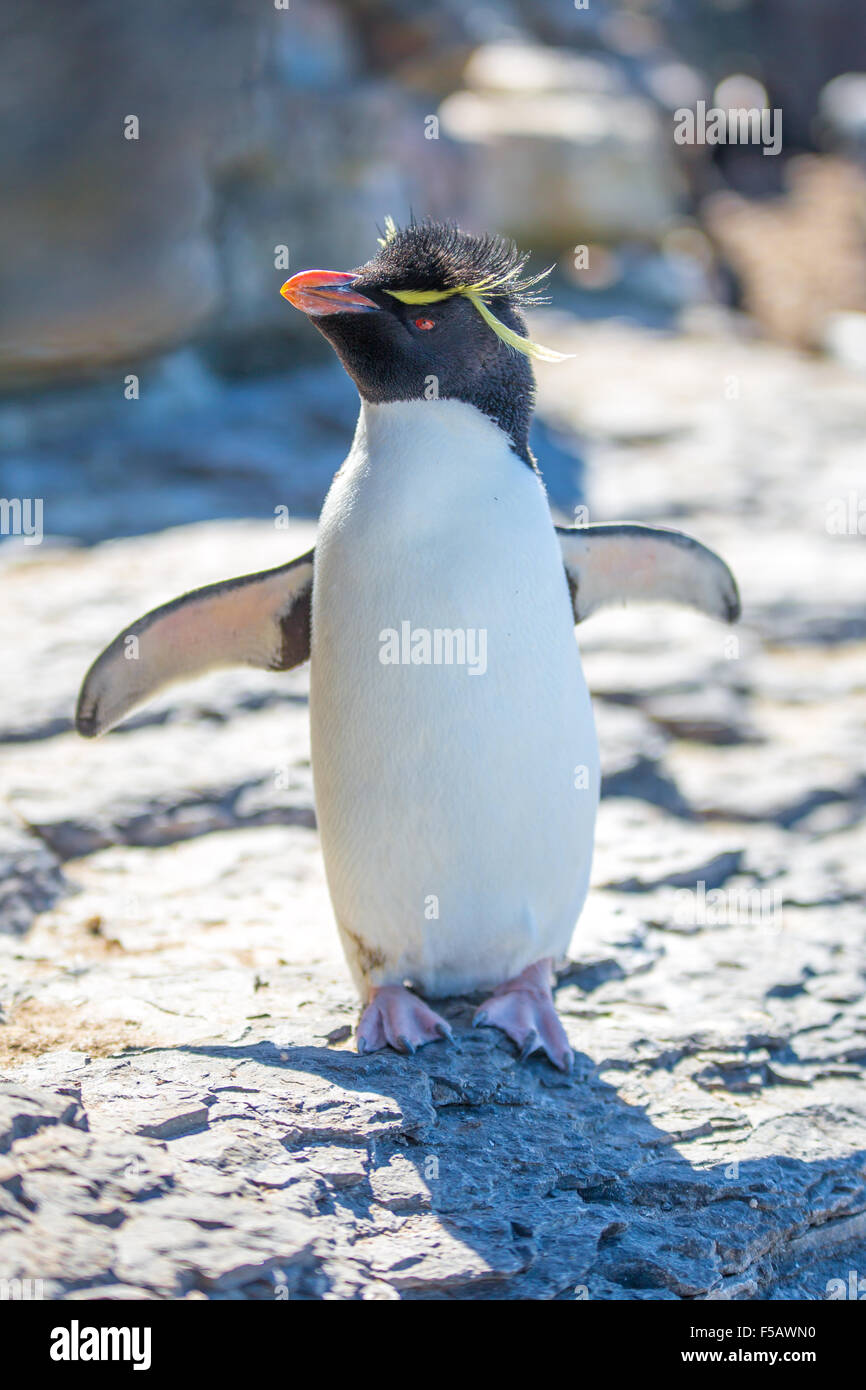 Cute Rockhopper Penguin Portrait,  Bleaker Island, Falkland Islands Stock Photo