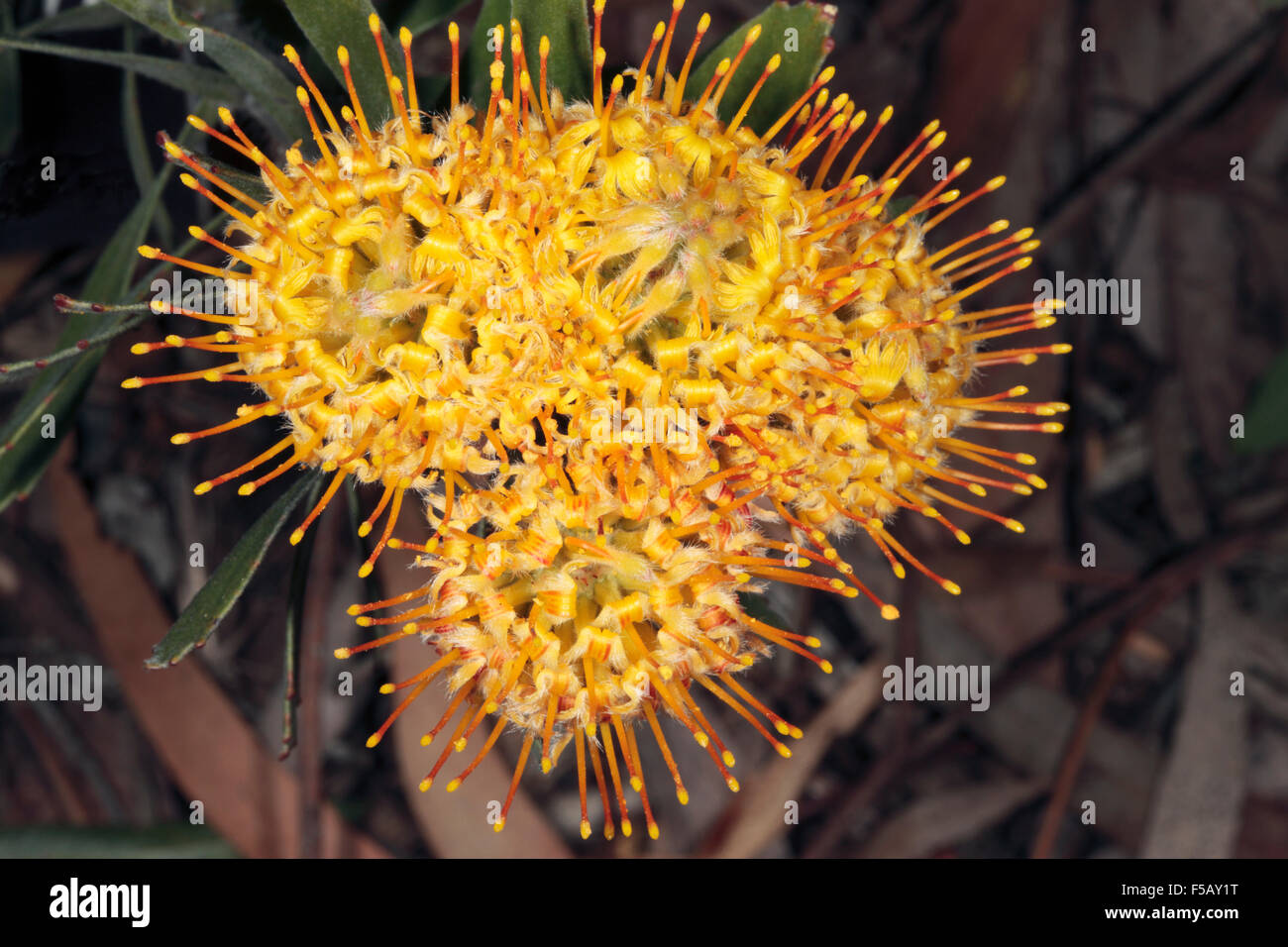 Early flower of Albertinia Pincushion - Leucospermum muirii -Family Proteaceae Stock Photo
