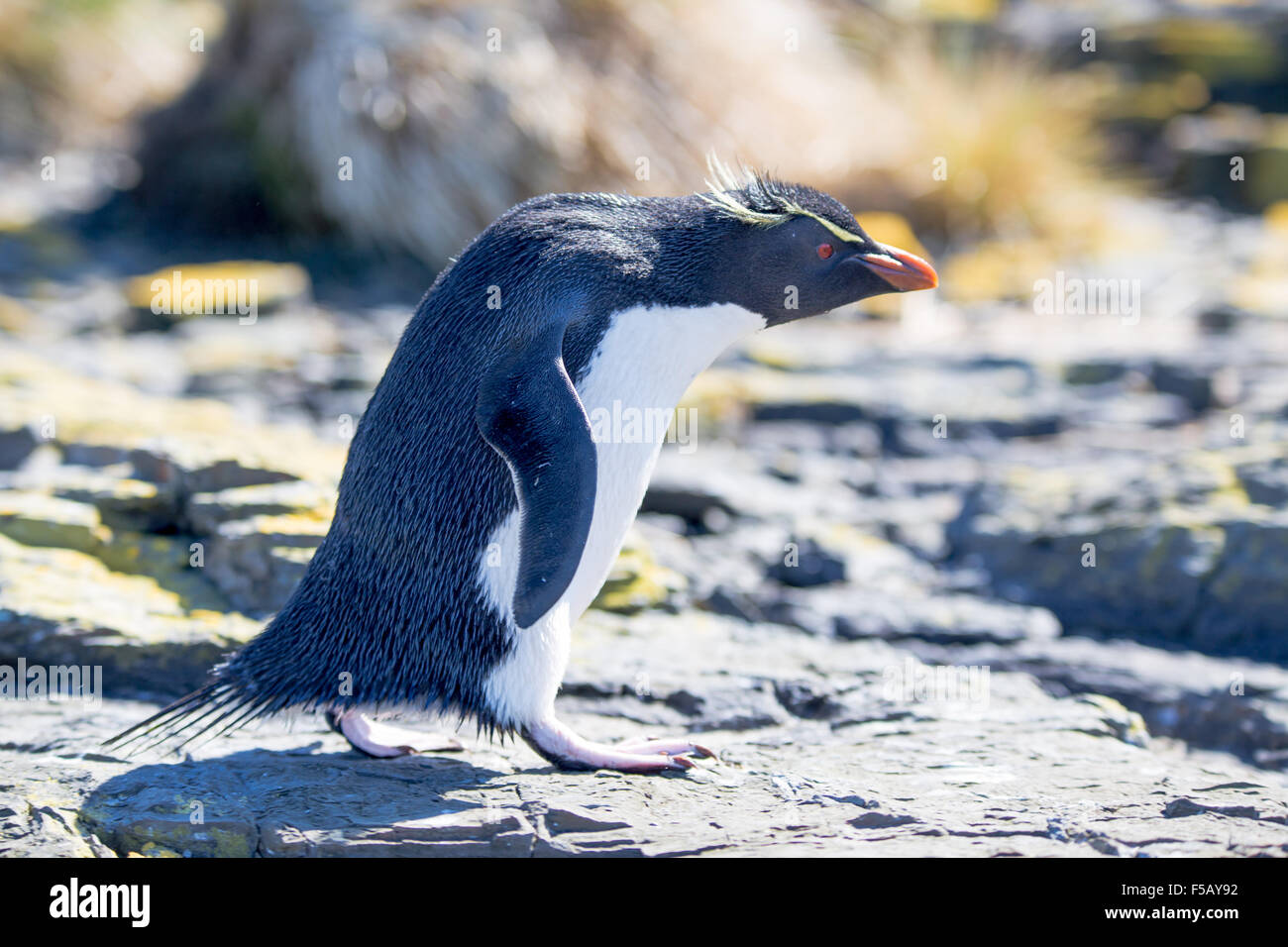 Rockhopper Penguin striding into colony, Bleaker Island, Falkland Islands Stock Photo