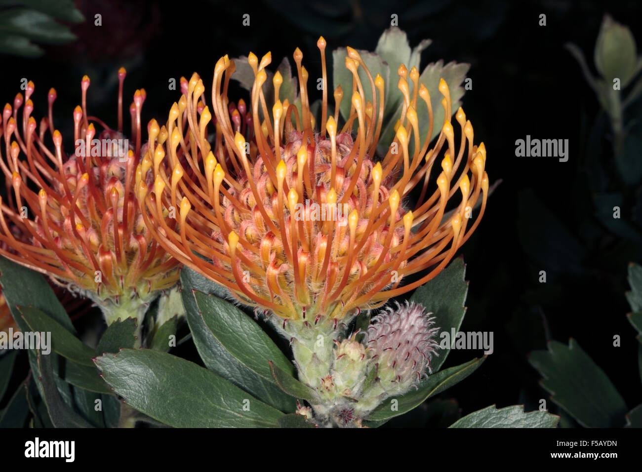 Mossel Bay Pincushion / Large Tufted Pincushion Flower [Widetubed
