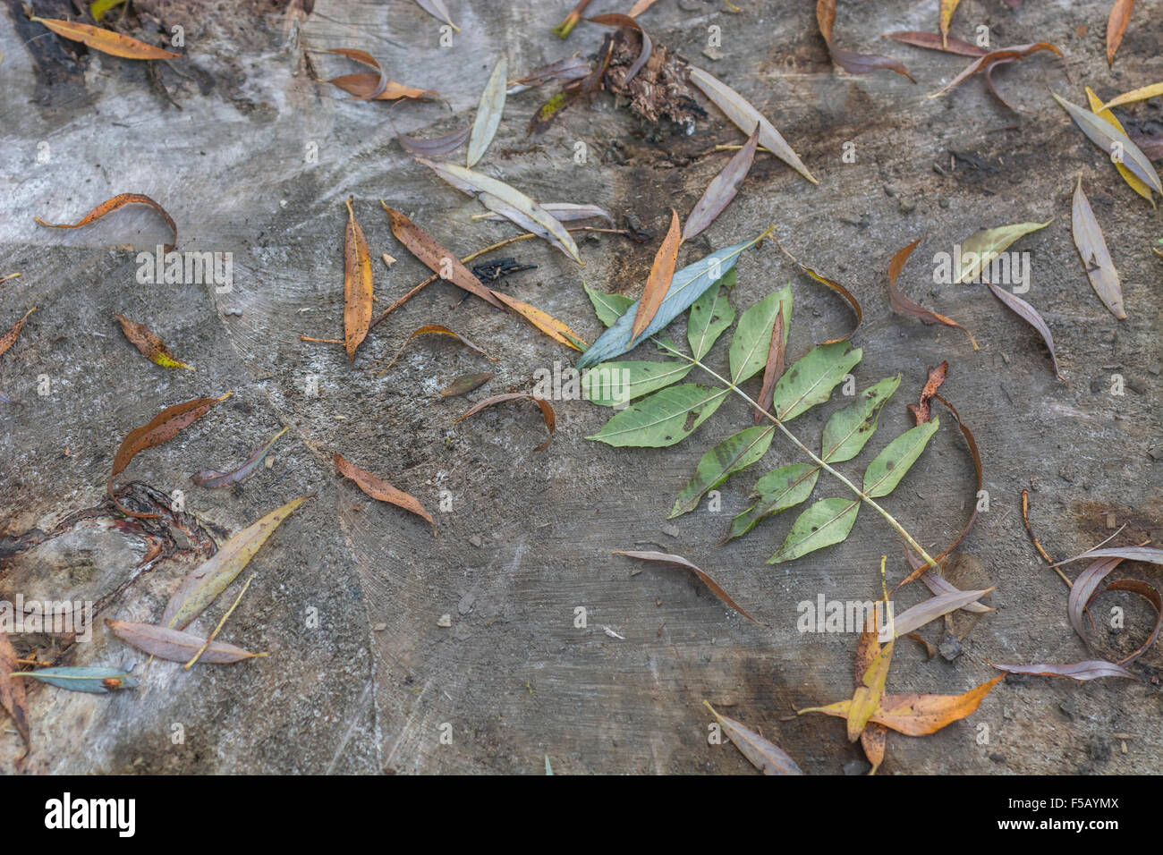 Fallen autumn leaves (Willow, and Ash / Fraxinus excelsior leaflet) lying on the frosted surface of a cut tree trunk. Stock Photo