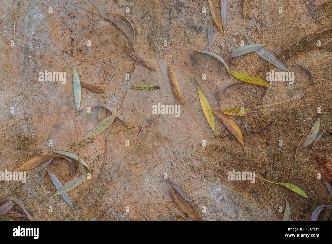 Autumn Willow Tree High Resolution Stock Photography And Images Alamy