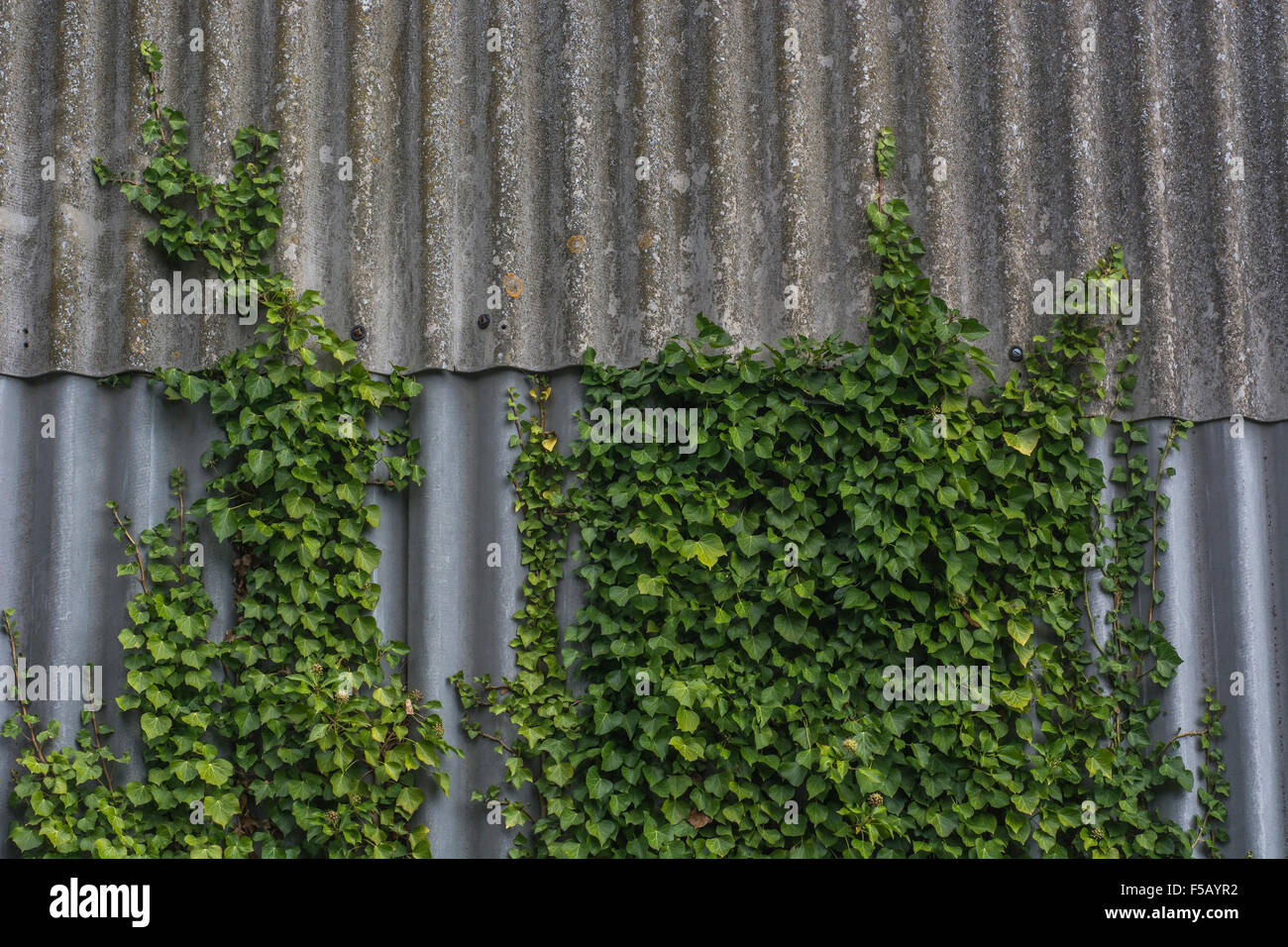 Common Ivy / Hedera helix] creeping up wall in forgotten corner of commercial factory site. Climb / climbing concept, overgrown by weeds, creeping ivy Stock Photo