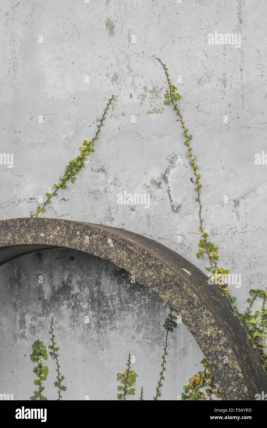 Segment of circular concrete pipe leaning against wall. Hedera helix wall. Concept creeping ivy. Ivy plant climbing wall. Stock Photo