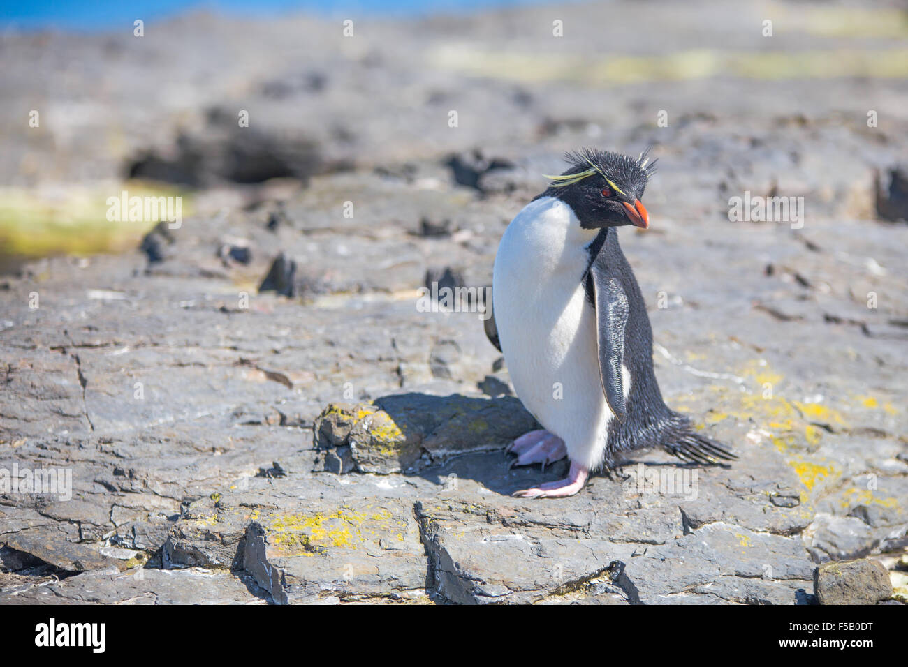 Rockhopper on rocks. Bleaker Island, Falkland Islands Stock Photo