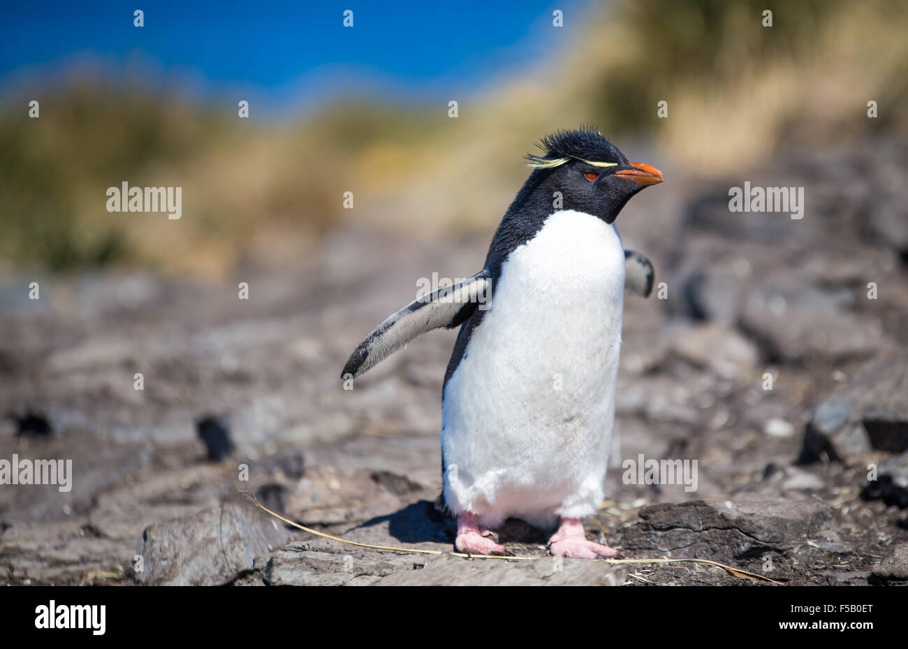 Rockhopper on cliff, Bleaker Island, Falkland Islands Stock Photo