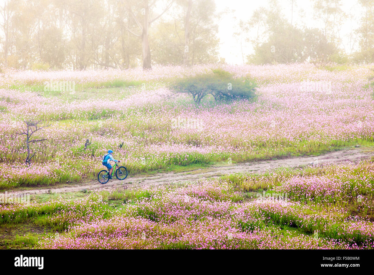 Mountain biker rides through fields of wild cosmos flowers near Morelia, Michoacan, Mexico. Stock Photo