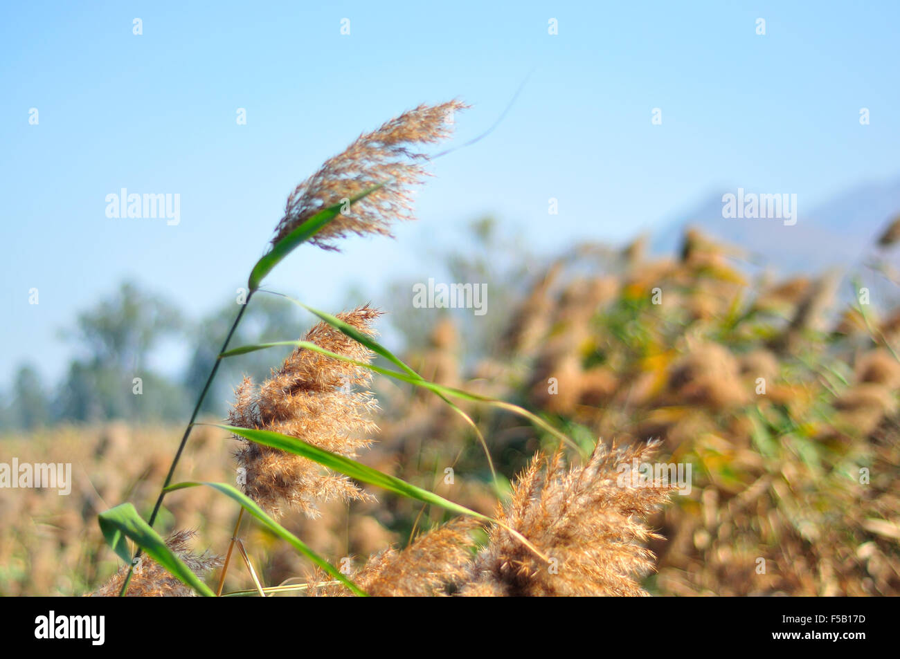 A large group of common reed close up Stock Photo