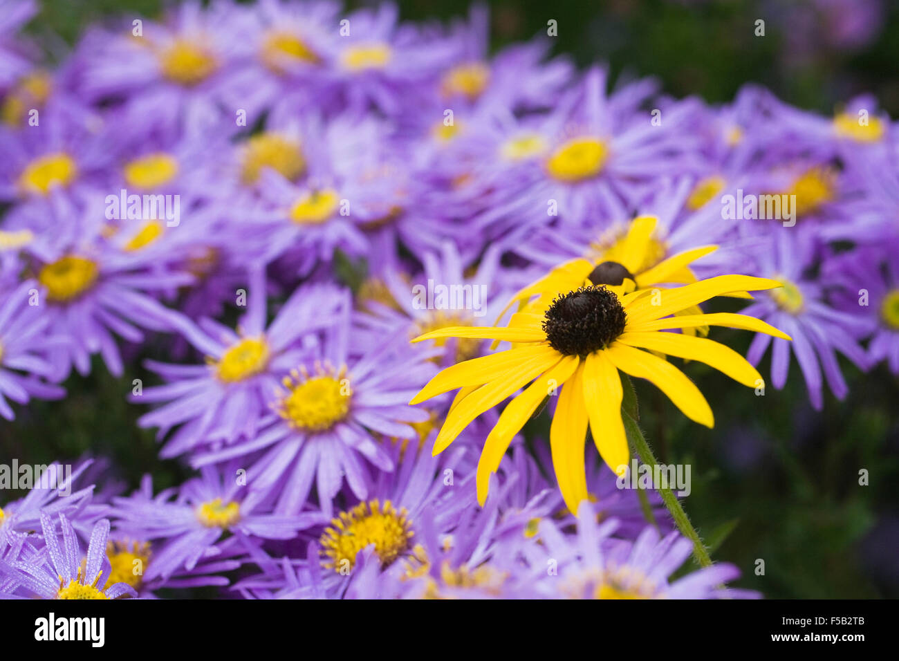 Rudbeckias and Asters in an herbaceous border. Stock Photo