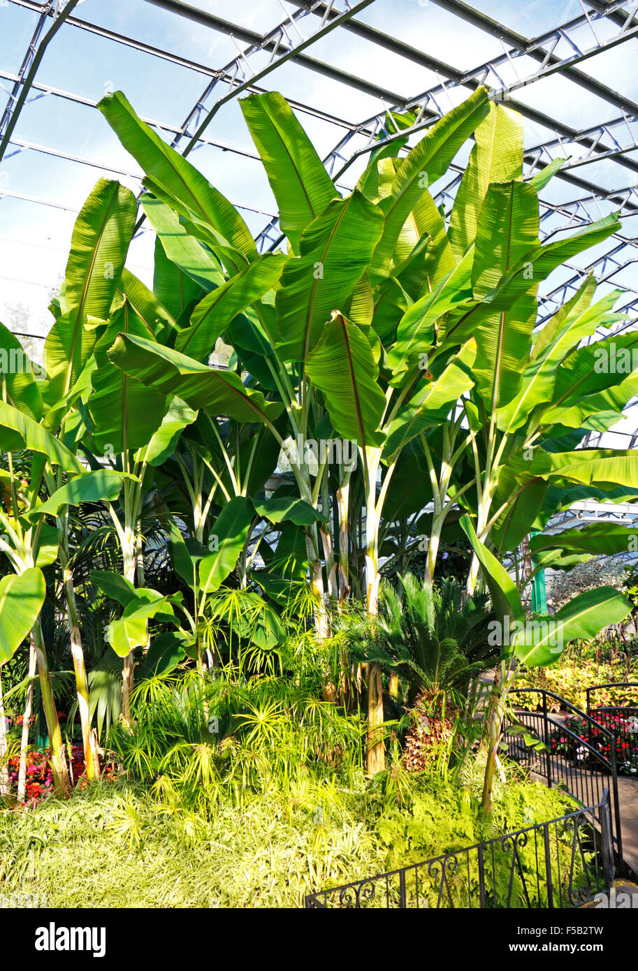 Banana growing uk hires stock photography and images Alamy