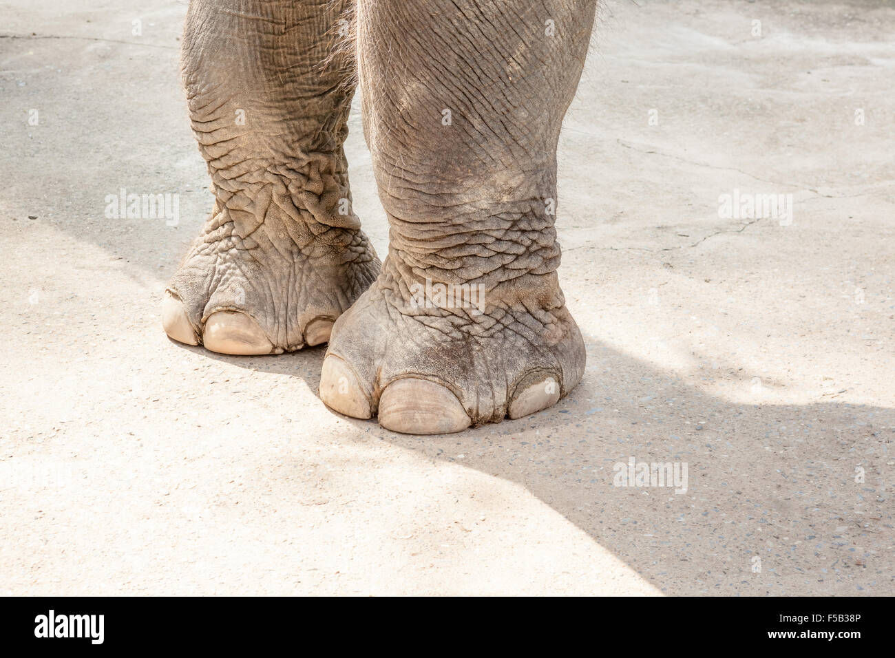 tho elephant legs stay on the ground of the zoo from Chang Mai Stock Photo