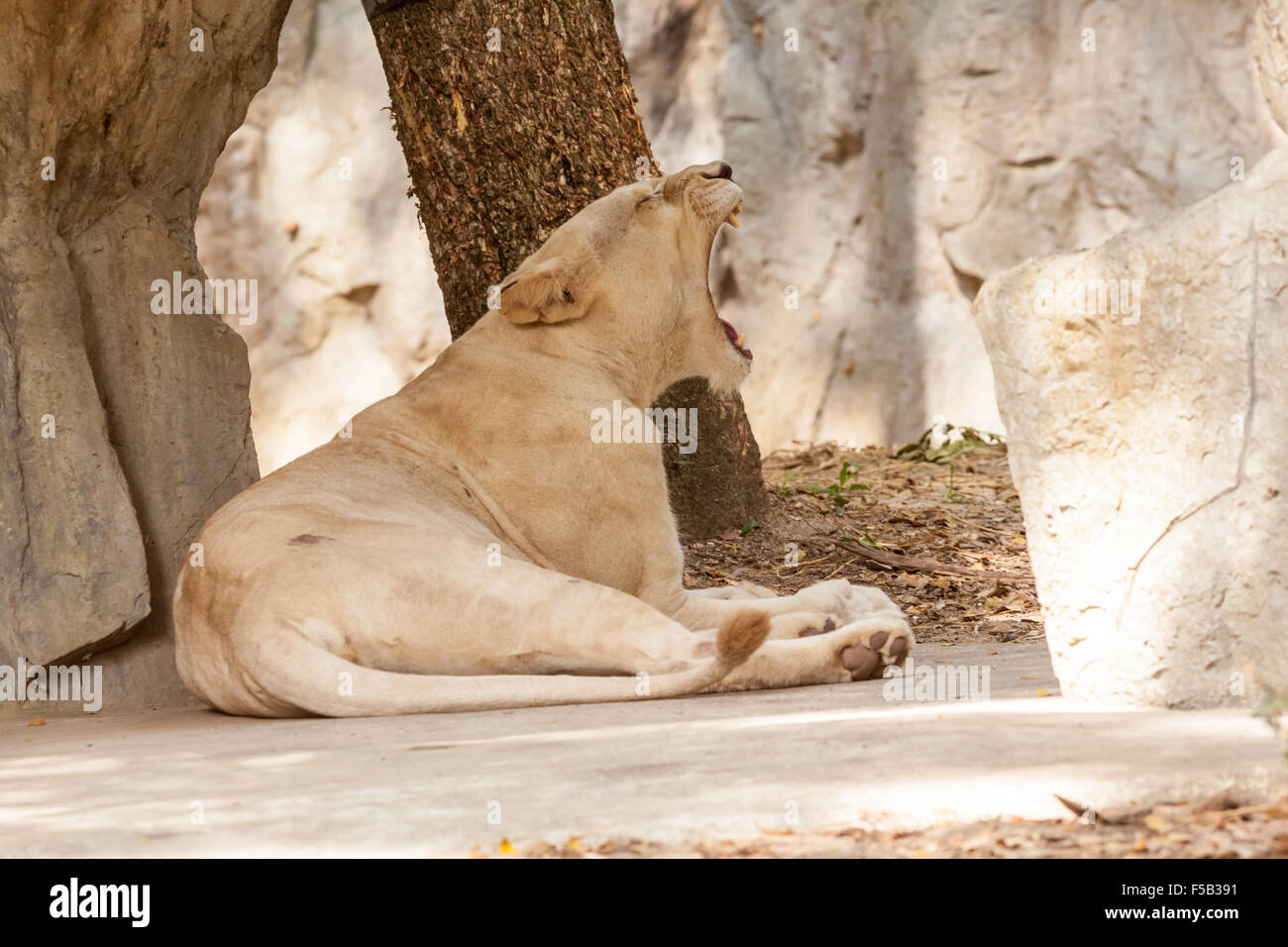 a lion lying down and yawning with its mouth open Stock Photo - Alamy