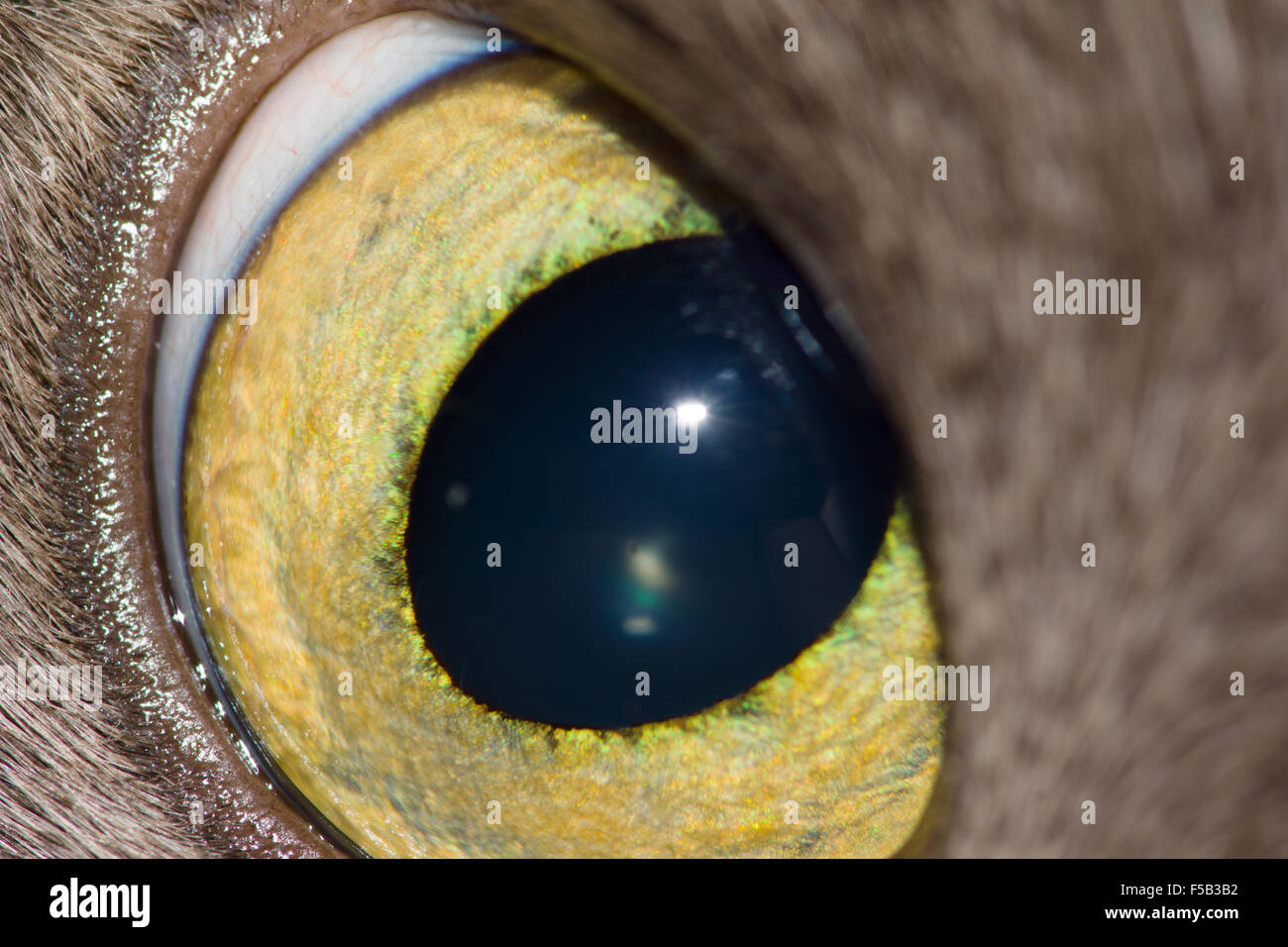 widely open cat's eye is photographed by a close up Stock Photo Alamy