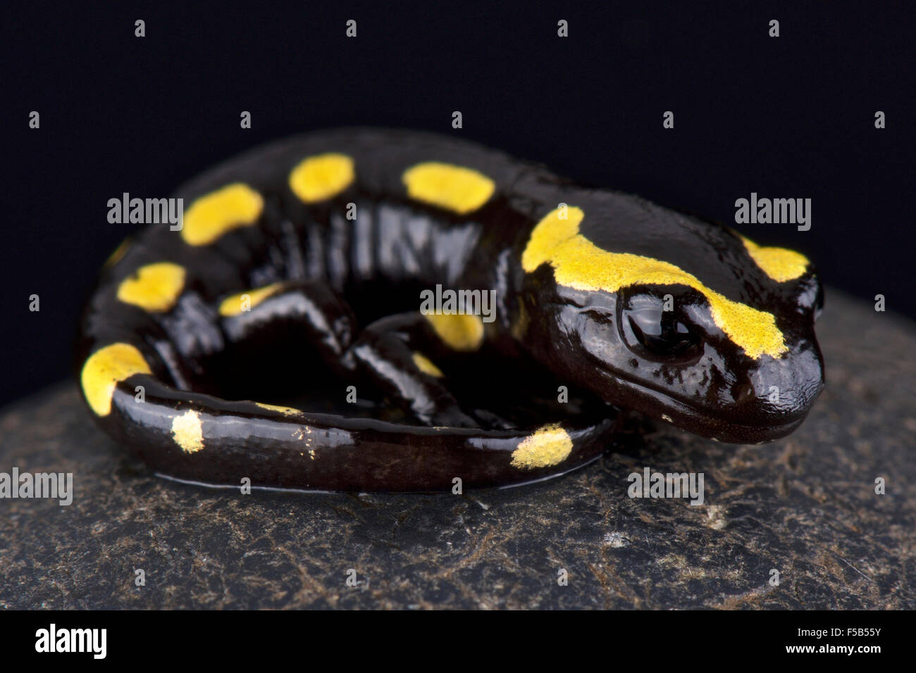 fire salamander (Salamandra salamandra) Stock Photo