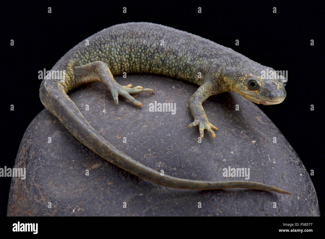 Algerian ribbed newt (Pleurodeles nebulosus) Stock Photo