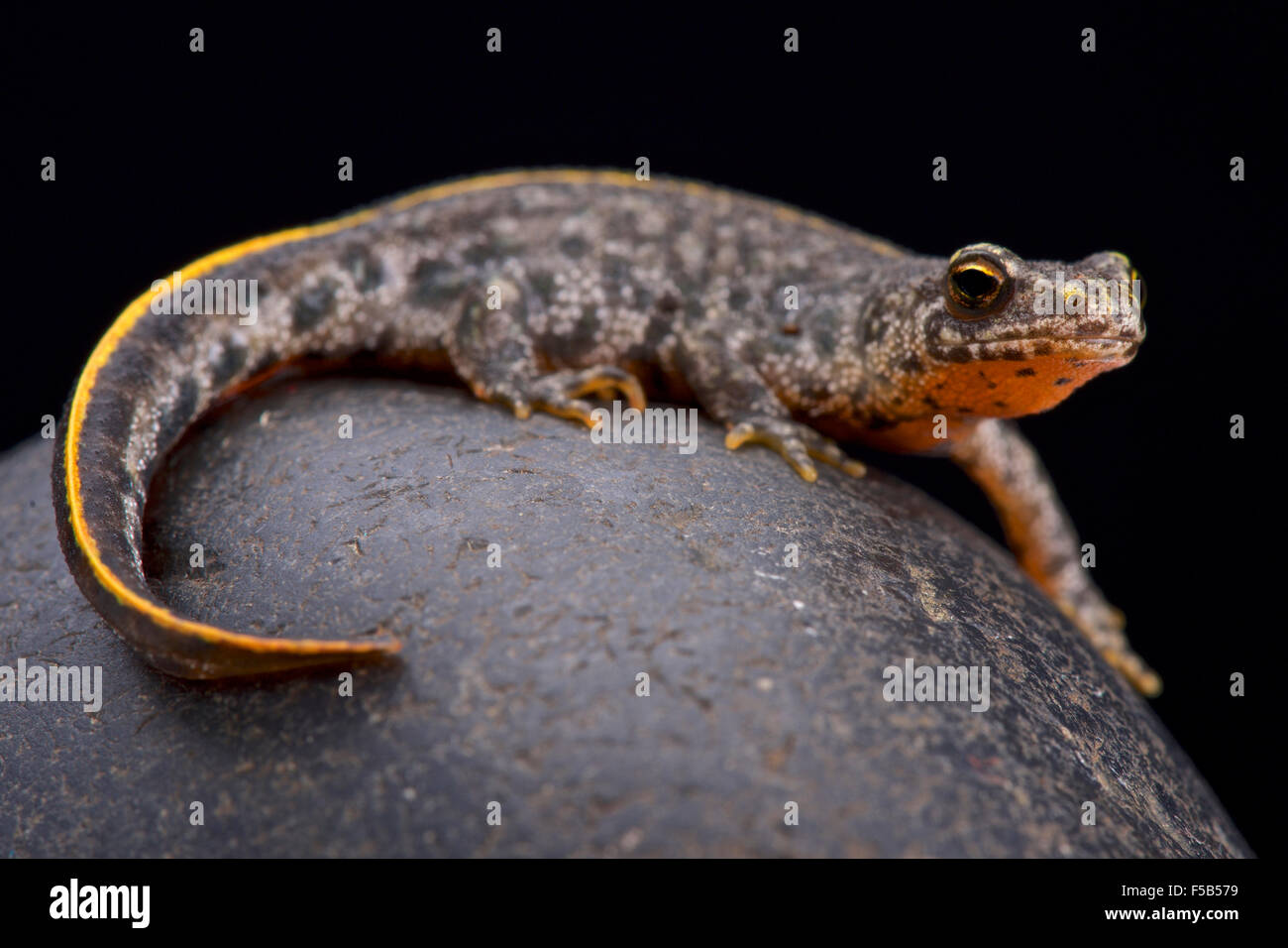 Buresch's crested newt (Triturus ivanbureschi) Stock Photo
