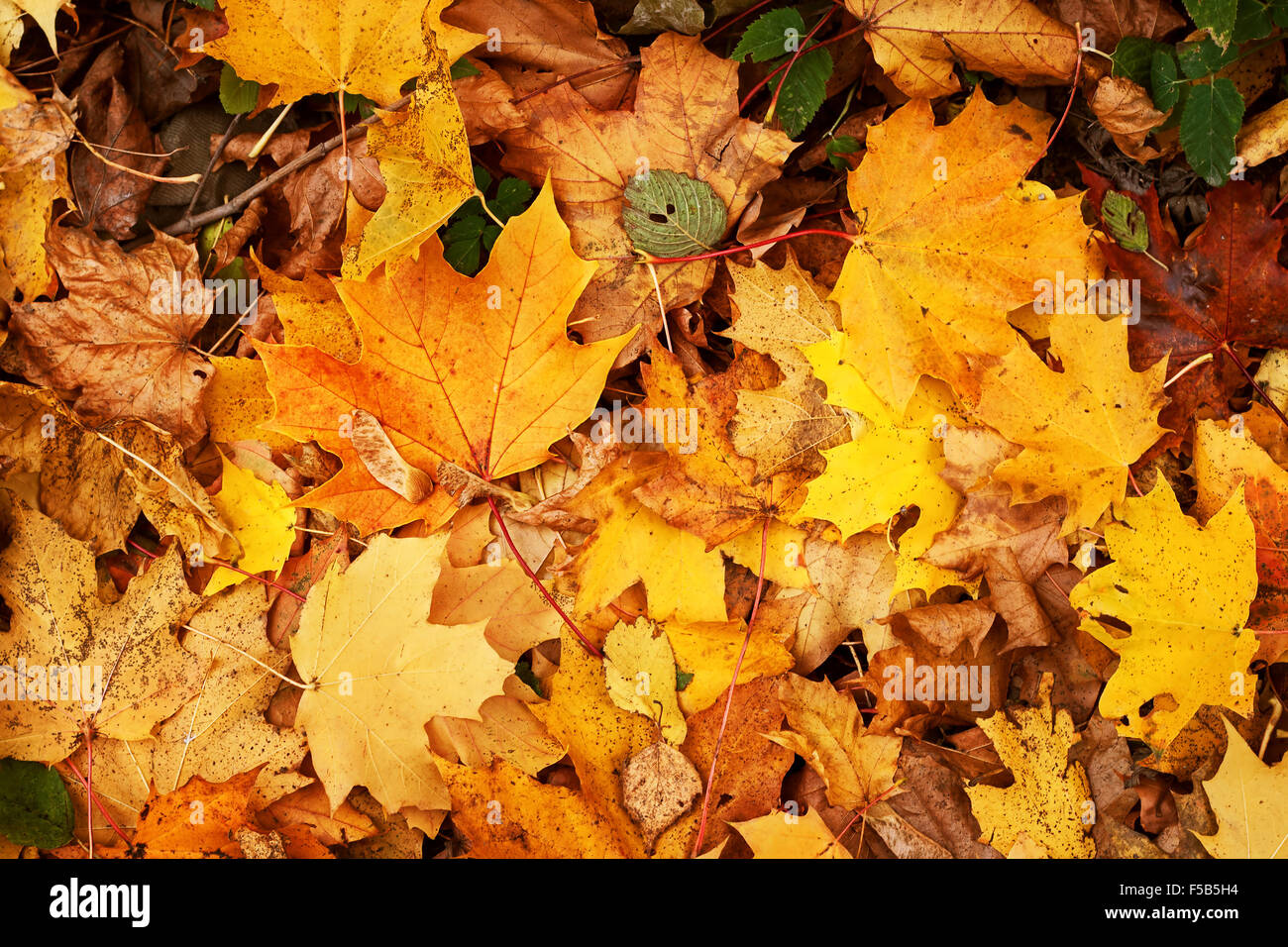 yellow leaves on the ground Stock Photo - Alamy