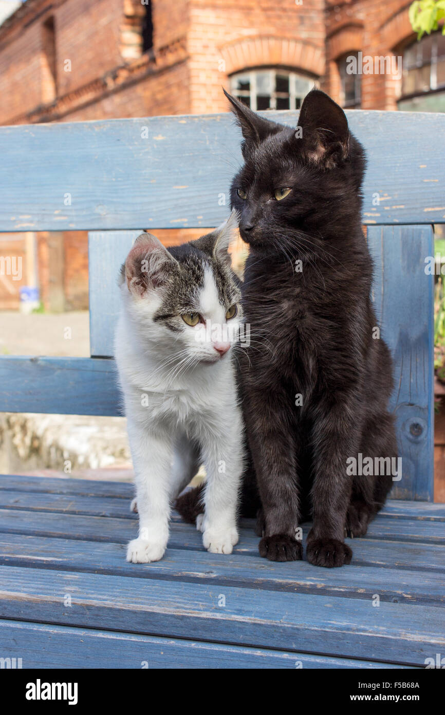 Two cats sitting on a blue bench Stock Photo 89371530 , Alamy