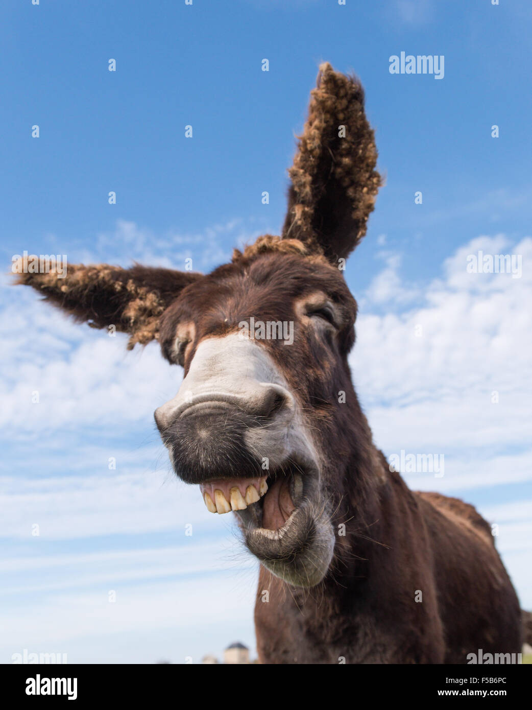 Donkey Laughing with blue sky in background Stock Photo