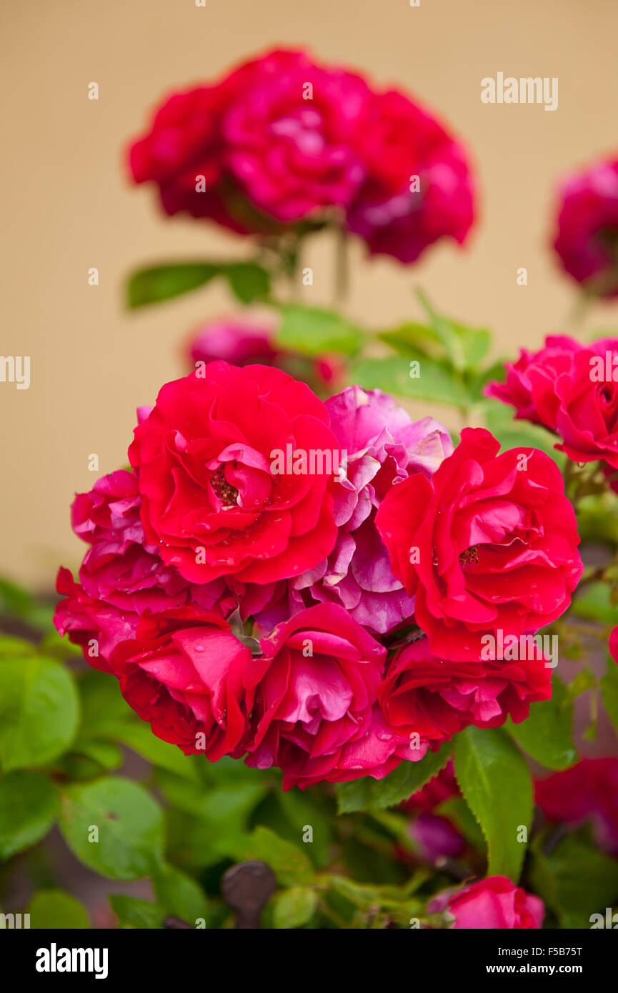 Red roses flowers bunch, flowering deciduous perennial in the Rosaceae family, fragrant plants grow in Poland, Europe, bloom ... Stock Photo