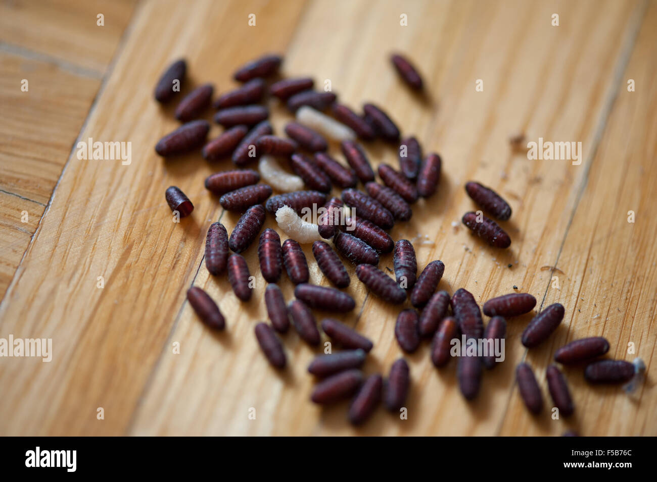 Blowfly larvae and pupae group lying on the floor closeup, bluebottle insect maggots macro, white larvae and red brown pupae fly Stock Photo