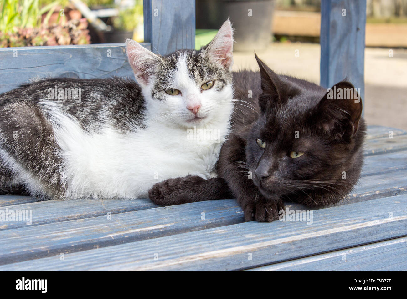 Two cats lying on a blue bench Stock Photo - Alamy