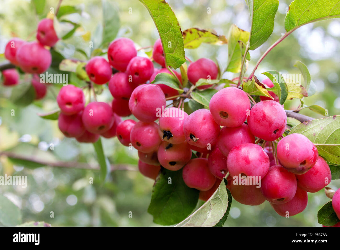 Branch with crab apples and leaves Stock Photo Alamy