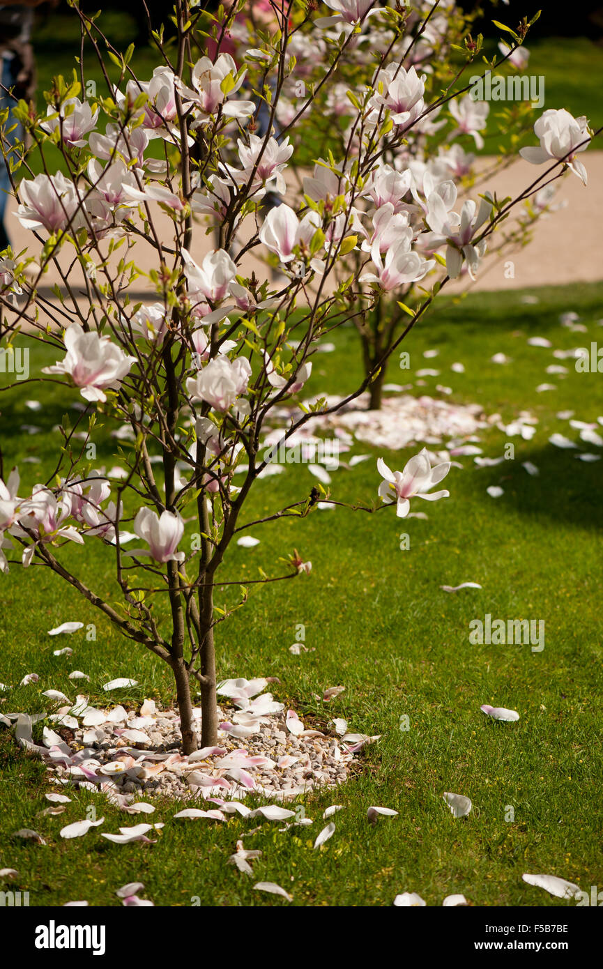 Magnolia tree decayed, pink petals going down, deciduous plant in the Magnoliaceae family, little tree full of fading blossoms Stock Photo