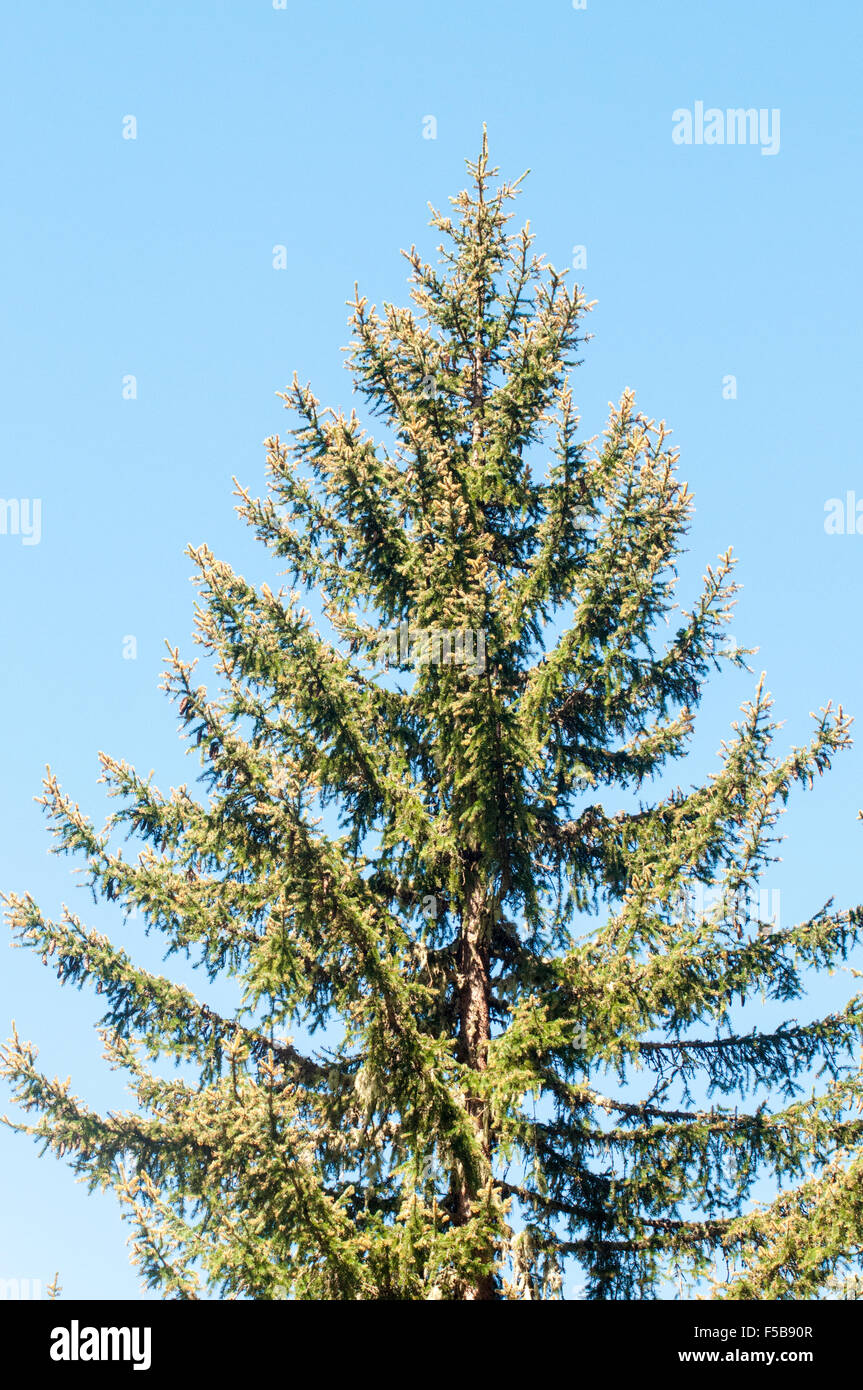 a single pine tree on blue sky background. Photographed in Tirol, Austria Stock Photo
