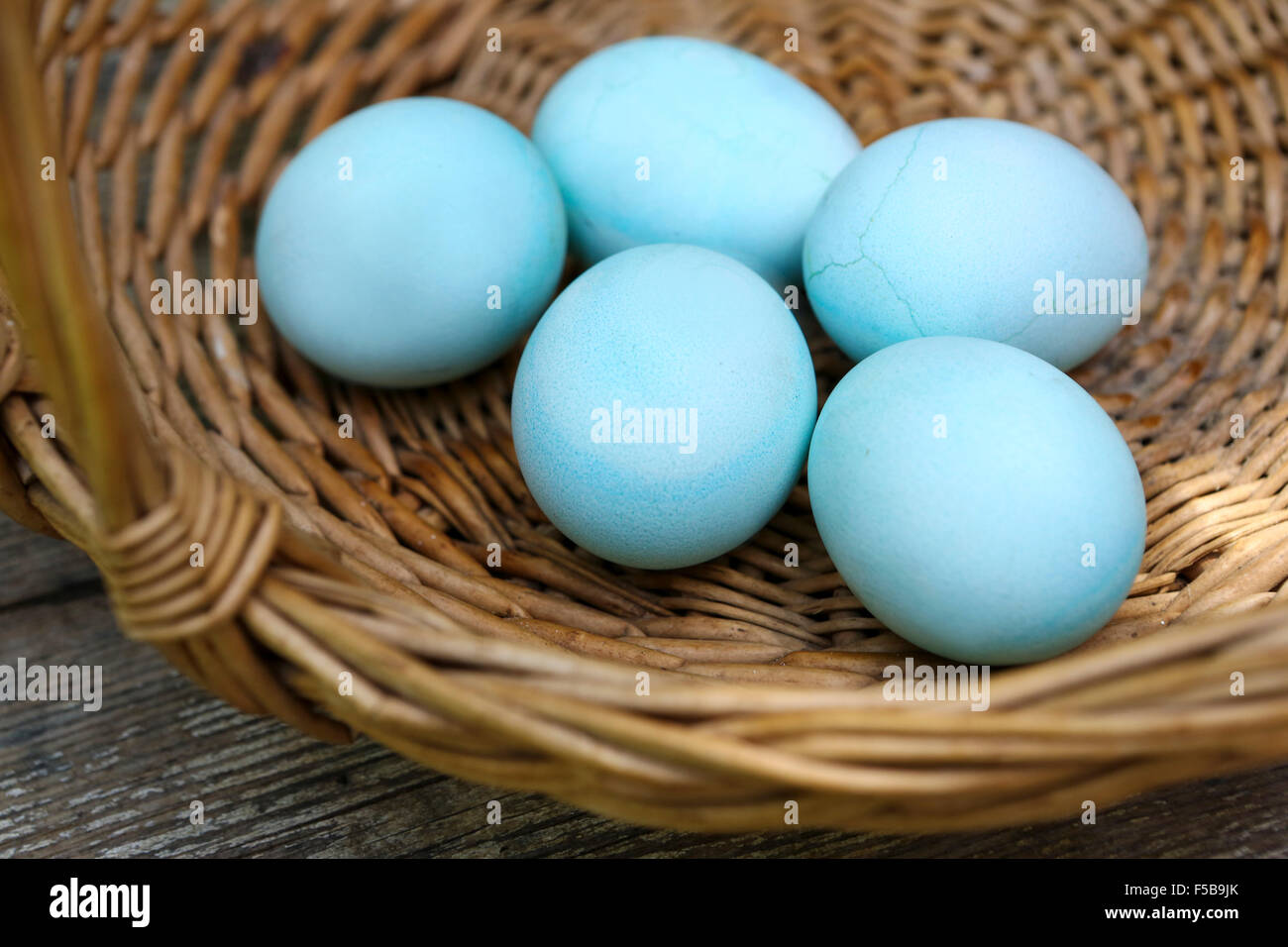 Blue hard boiled eggs a good start for Easter eggs (dyed with beetroot) This image has a restriction for licensing in Israel Stock Photo